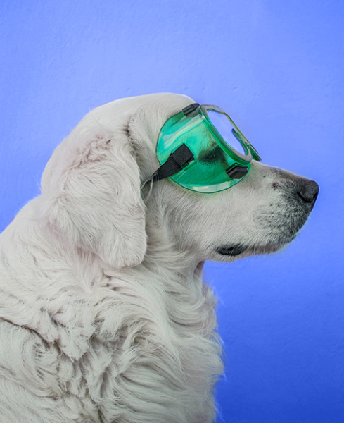 profil psa rasy golden retriver w okularach