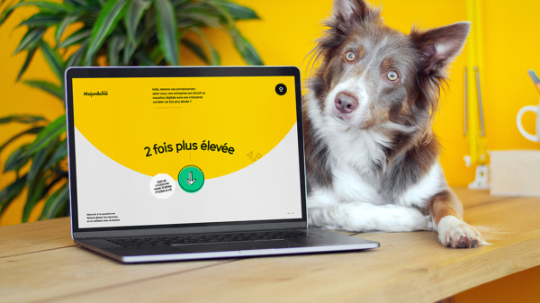 laptop z otwartą żółtą stroną internetową, obok pies i w tle żółta ściana