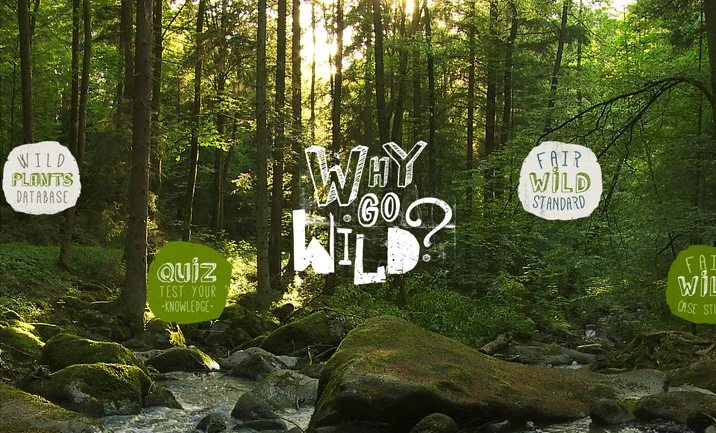 Strona internetowa Why Go Wild o dzikiej naturze z motywem lasu, potoku oraz sekcjami bazy roślin i quizów