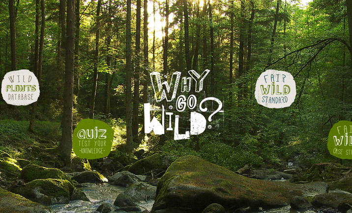 Strona internetowa Why Go Wild o dzikiej naturze z motywem lasu, potoku oraz sekcjami bazy roślin i quizów