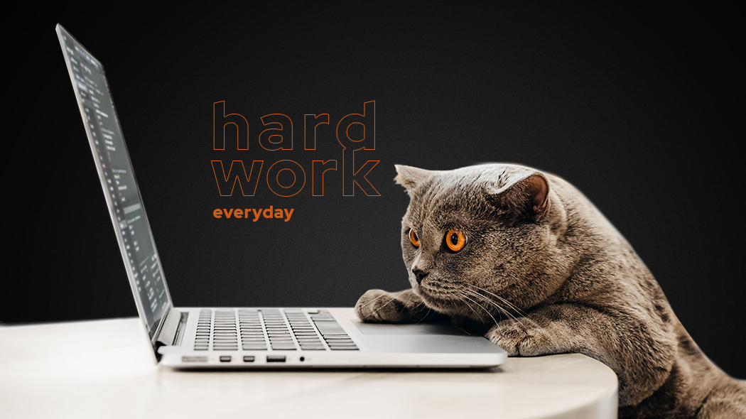 Szary kot brytyjski patrzący w ekran laptopa z napisem hard work everyday na czarnym tle