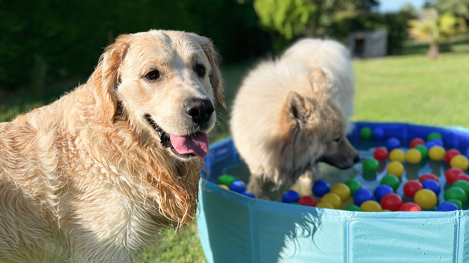 Golden retriver Golder retriver bawi się z innym psem w baseniku z kolorowymi piłkami, który położony jest w ogrodzie.
